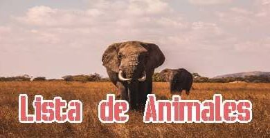 Lista de Animales