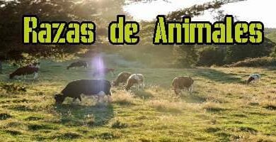 Razas de Animales