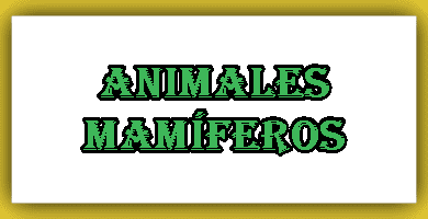 Animales Mamíferos