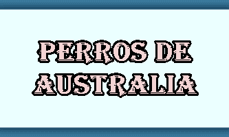 Perros Australia