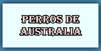 Perros Australia