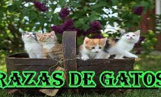 Razas de Gatos