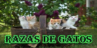 Razas de Gatos